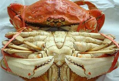 邓金斯蟹能和土豆一起吃吗/同吃_邓金斯蟹和土豆相克吗