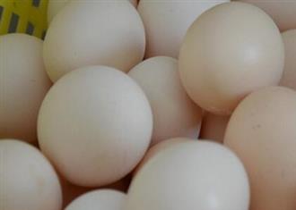 白皮鸡蛋能和青椒一起吃吗_白皮鸡蛋和青椒可以一起吃吗/同吃