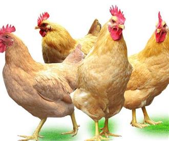 土鸡能和茶树菇一起吃吗_土鸡和茶树菇可以一起吃吗/同吃