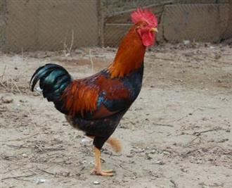 柴鸡能和油菜一起吃吗_柴鸡和油菜可以一起吃吗/同吃