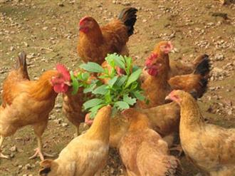 柴鸡能和松子一起吃吗_柴鸡和松子可以一起吃吗/同吃 柴鸡能和松子一起吃吗_柴鸡和松子可以一起吃吗/同吃