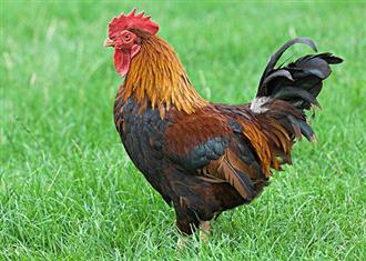 草公鸡能和豇豆一起吃吗_草公鸡和豇豆可以一起吃吗/同吃