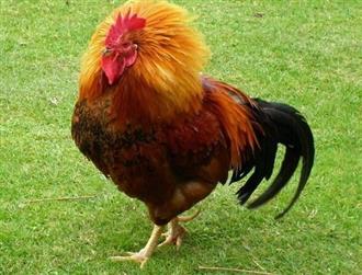 小公鸡能和明虾一起吃吗/同吃_小公鸡和明虾相克吗