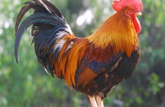 草公鸡能和栗子一起吃吗_草公鸡和栗子可以一起吃吗/同吃 草公鸡能和栗子一起吃吗_草公鸡和栗子可以一起吃吗/同吃