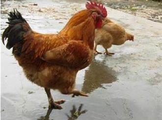 绿鸟鸡的营养价值