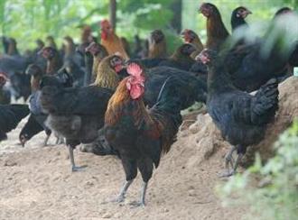 绿鸟鸡能和糯米一起吃吗_绿鸟鸡和糯米可以一起吃吗/同吃