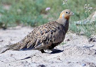 沙鸡能和大蒜一起吃吗/同吃_沙鸡和大蒜相克吗 沙鸡能和大蒜一起吃吗/同吃_沙鸡和大蒜相克吗