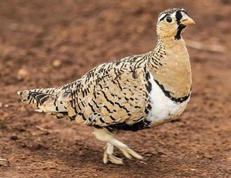沙鸡能和海虾一起吃吗/同吃_沙鸡和海虾相克吗