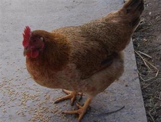 本鸡能和菊花一起吃吗/同吃_本鸡和菊花相克吗