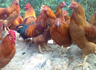 阉鸡能和松子一起吃吗_阉鸡和松子可以一起吃吗/同吃