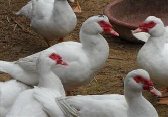 番鸭能和甲鱼一起吃吗/同吃_番鸭和甲鱼相克吗 番鸭能和甲鱼一起吃吗/同吃_番鸭和甲鱼相克吗