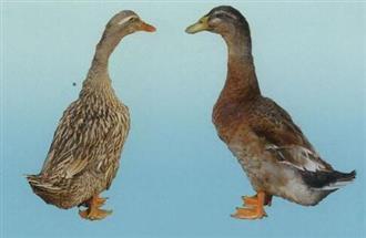 母麻鴨能和木耳一起吃嗎/同吃_母麻鴨和木耳相克嗎 母麻鴨能和木耳一起吃嗎/同吃_母麻鴨和木耳相克嗎