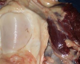 牛膝盖骨能和猪肉一起吃吗/同吃_牛膝盖骨和猪肉相克吗