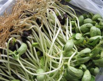 黑豆芽能和小米一起吃吗_黑豆芽和小米可以一起吃吗/同吃