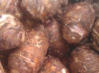 芋头能和牛腩一起吃吗_芋头和牛腩可以一起吃吗/同吃