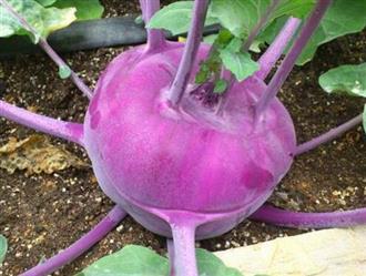 紫苤蓝能和猪肉一起吃吗_紫苤蓝和猪肉可以一起吃吗/同吃