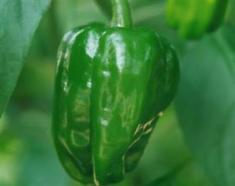 灯笼椒能和猪肝一起吃吗/同吃_灯笼椒和猪肝相克吗