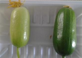 金童玉女瓜能和马齿苋一起吃吗/同吃_金童玉女瓜和马齿苋相克吗