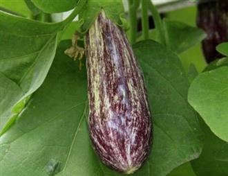 花茄子能和螃蟹一起吃吗/同吃_花茄子和螃蟹相克吗
