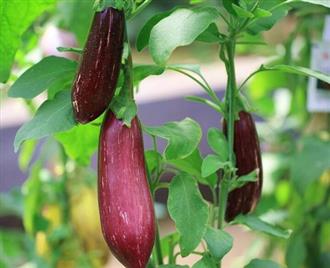 花茄子能和乌鳢一起吃吗/同吃_花茄子和乌鳢相克吗