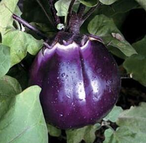 紫圆茄