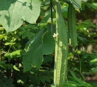 棱角丝瓜能和菊花一起吃吗_棱角丝瓜和菊花可以一起吃吗/同吃