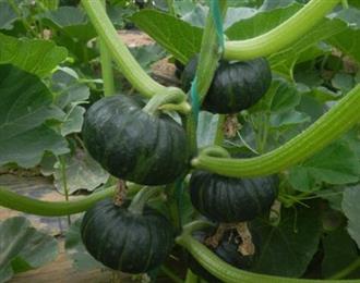 贝贝南瓜能和糙米一起吃吗_贝贝南瓜和糙米可以一起吃吗/同吃