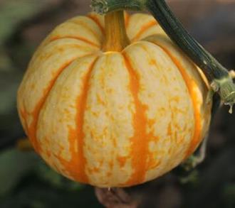 金桔瓜能和荞麦一起吃吗/同吃_金桔瓜和荞麦相克吗