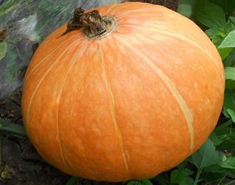 窝瓜能和北极虾一起吃吗/同吃_窝瓜和北极虾相克吗 窝瓜能和北极虾一起吃吗/同吃_窝瓜和北极虾相克吗