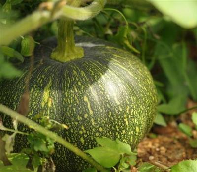 冬南瓜能和薏米一起吃吗_冬南瓜和薏米可以一起吃吗/同吃