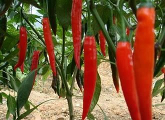 美人椒能和鹌鹑一起吃吗_美人椒和鹌鹑可以一起吃吗/同吃 美人椒能和鹌鹑一起吃吗_美人椒和鹌鹑可以一起吃吗/同吃