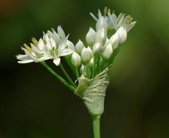 韭菜花能和牡蛎一起吃吗_韭菜花和牡蛎可以一起吃吗/同吃