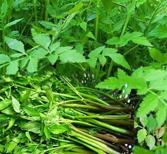 水田芹能和番茄一起吃吗_水田芹和番茄可以一起吃吗/同吃