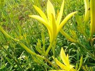 金针花能和鸽肉一起吃吗/同吃_金针花和鸽肉相克吗 金针花能和鸽肉一起吃吗/同吃_金针花和鸽肉相克吗