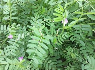 大巢菜