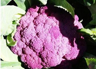 紫菜花能和香椿一起吃吗/同吃_紫菜花和香椿相克吗