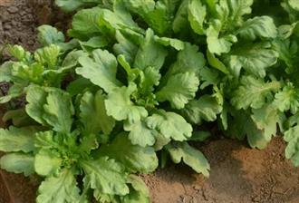 大叶茼蒿能和多宝鱼一起吃吗_大叶茼蒿和多宝鱼可以一起吃吗/同吃