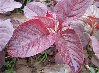 红叶苋菜
