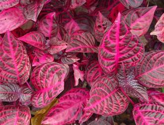 红叶苋菜能和梭子蟹一起吃吗/同吃_红叶苋菜和梭子蟹相克吗