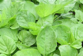 绿叶苋菜能和梭子蟹一起吃吗/同吃_绿叶苋菜和梭子蟹相克吗