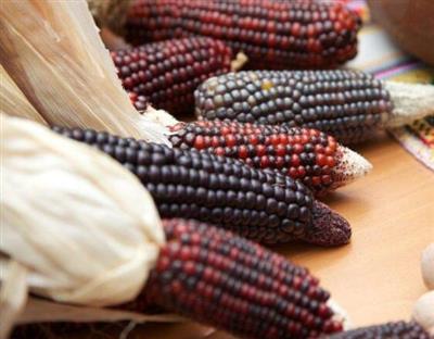 紫玉米能和鸡蛋一起吃吗_紫玉米和鸡蛋可以一起吃吗/同吃