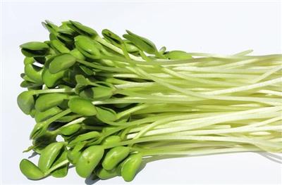 豆苗能和海虾一起吃吗_豆苗和海虾可以一起吃吗/同吃