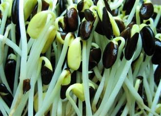 黑豆豆芽