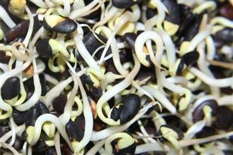 黑豆豆芽能和黑芝麻一起吃吗_黑豆豆芽和黑芝麻可以一起吃吗/同吃
