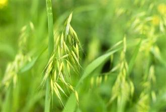 野燕麦能和小龙虾一起吃吗_野燕麦和小龙虾可以一起吃吗/同吃