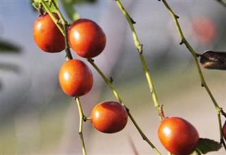 山枣能和牛奶一起吃吗/同吃_山枣和牛奶相克吗 山枣能和牛奶一起吃吗/同吃_山枣和牛奶相克吗