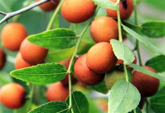 山枣能和海蟹一起吃吗/同吃_山枣和海蟹相克吗 山枣能和海蟹一起吃吗/同吃_山枣和海蟹相克吗