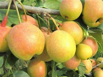 苹果梨能和银耳一起吃吗_苹果梨和银耳可以一起吃吗/同吃