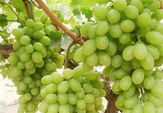 马奶子葡萄能和骆驼肉一起吃吗/同吃_马奶子葡萄和骆驼肉相克吗