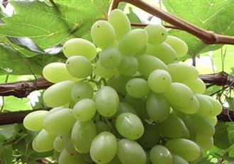 马奶子葡萄能和橙子一起吃吗_马奶子葡萄和橙子可以一起吃吗/同吃